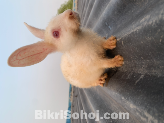 Rabbit
